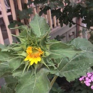 Meet your Posher, Alfonso